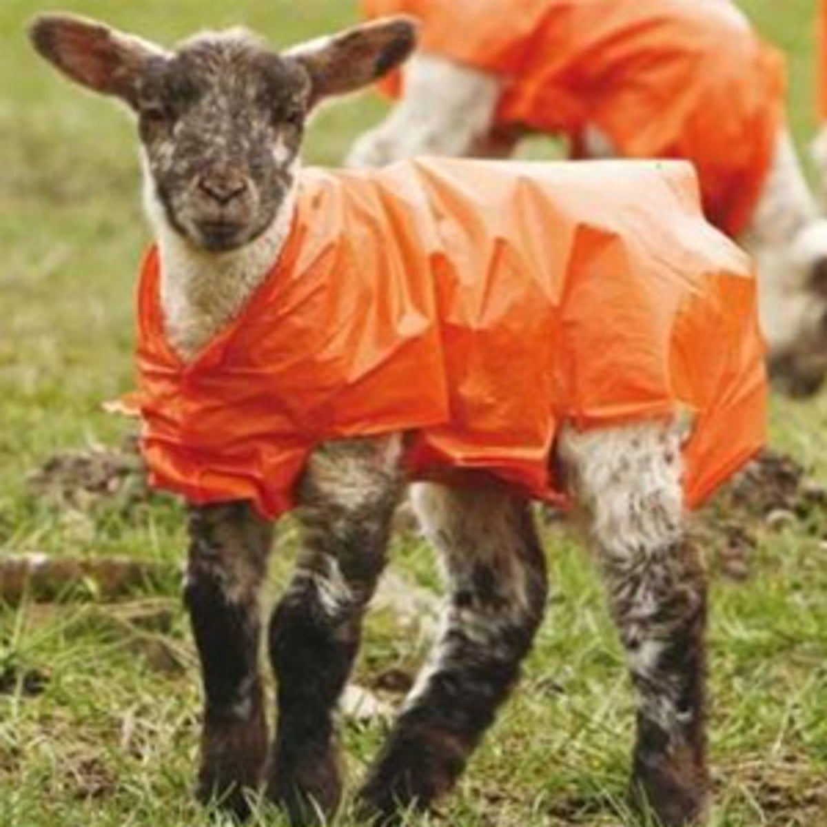 Lammac Compostable Life Jackets for Lambs Large size (pack of 100