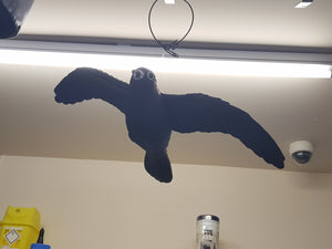 Flying Falcon