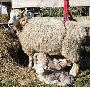 ADLAM Multi-Use Prolapse Lambing Harness